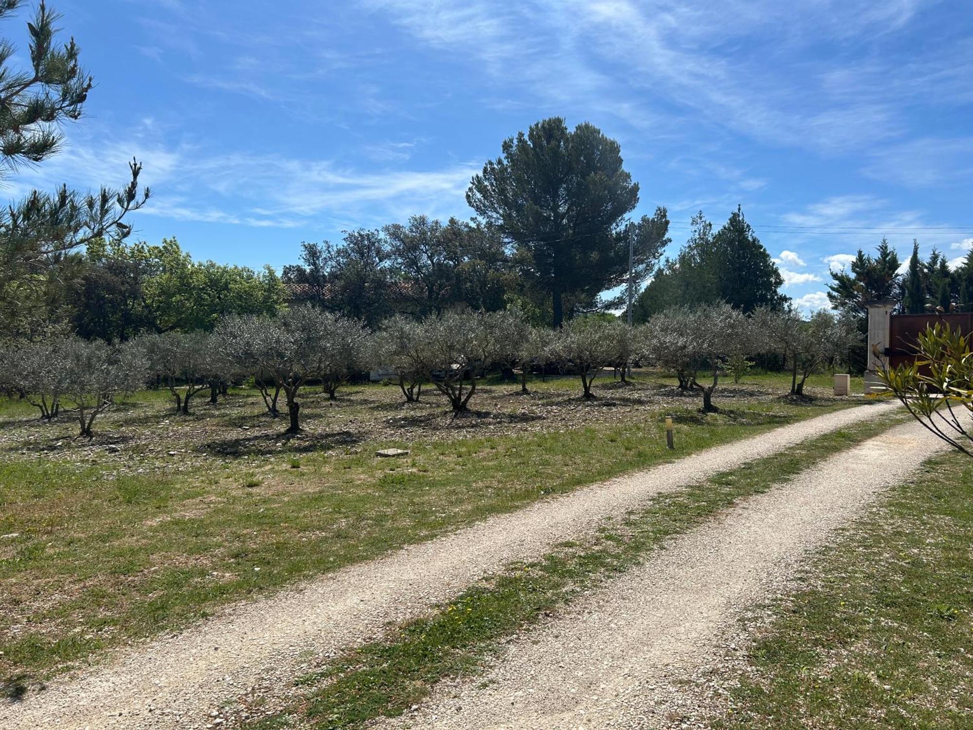 Lavande Luberon Saint-Saturnin-d'Apt